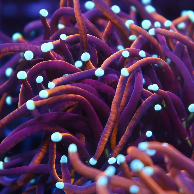 TCK Insane Long Tentacle Indo Gold Torch