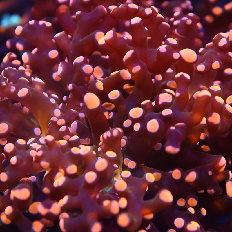TCK Branching Gold Frogspawn
