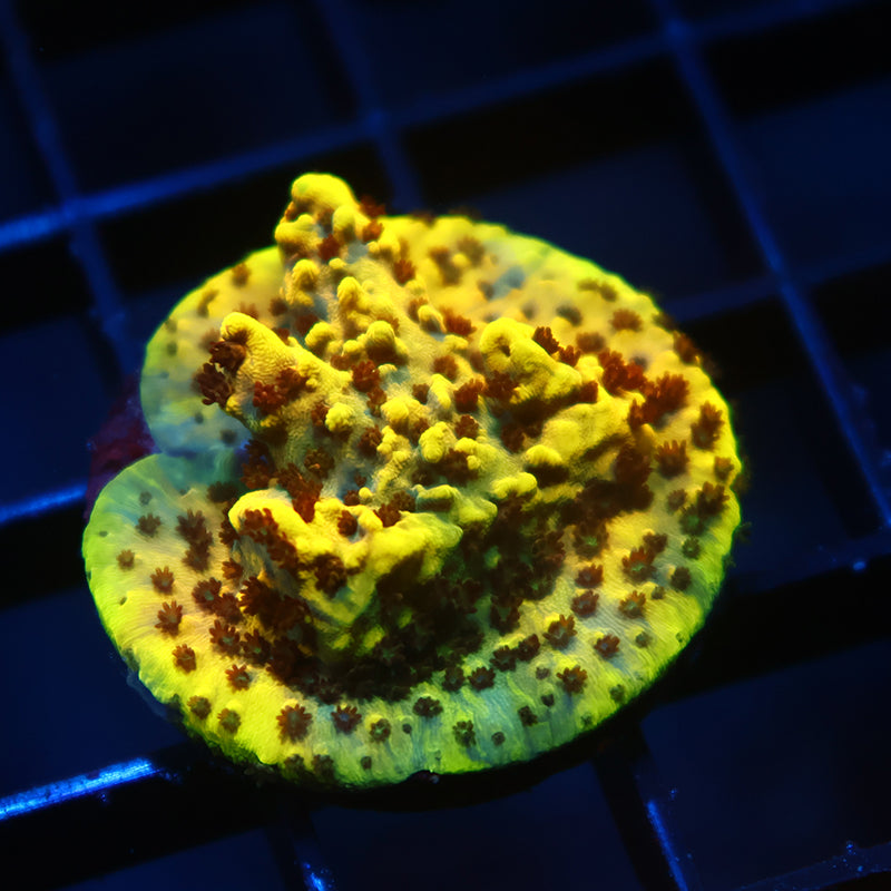 TCK Pikachu Chunk