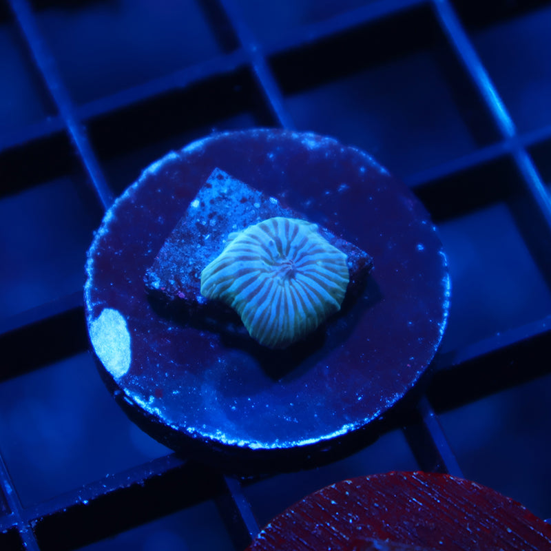 Tiny RandyO's Bicolor Disco Mushroom
