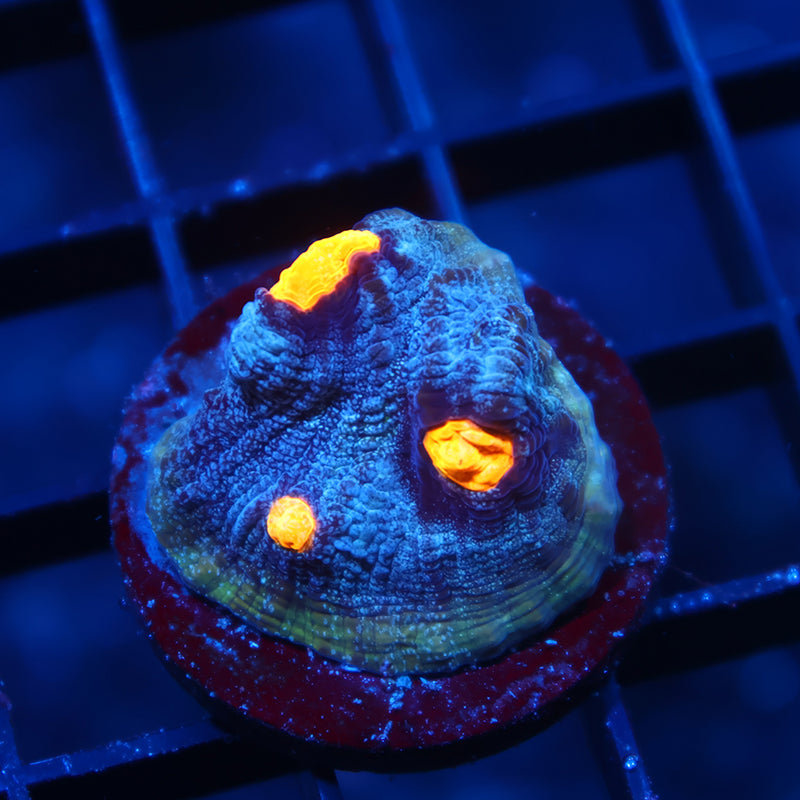 TCK Halloween Mycedium