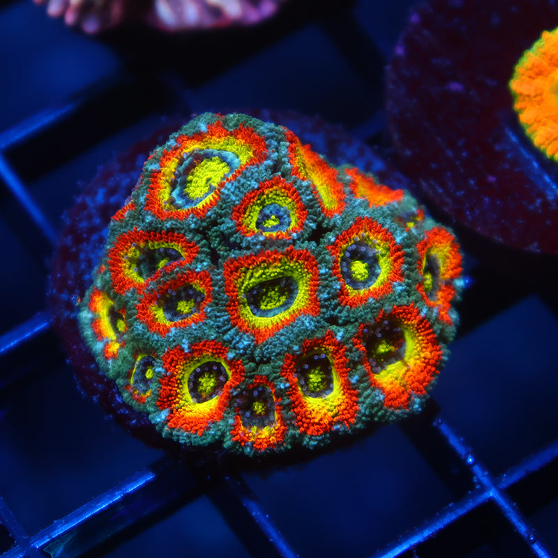 TCK HG Micromussa