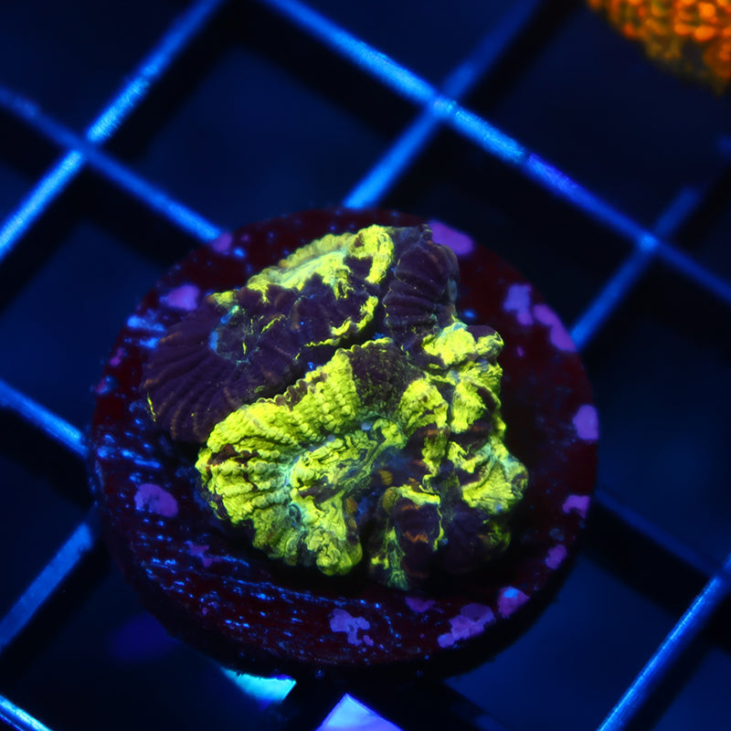 TCK Toxic Camo Favia