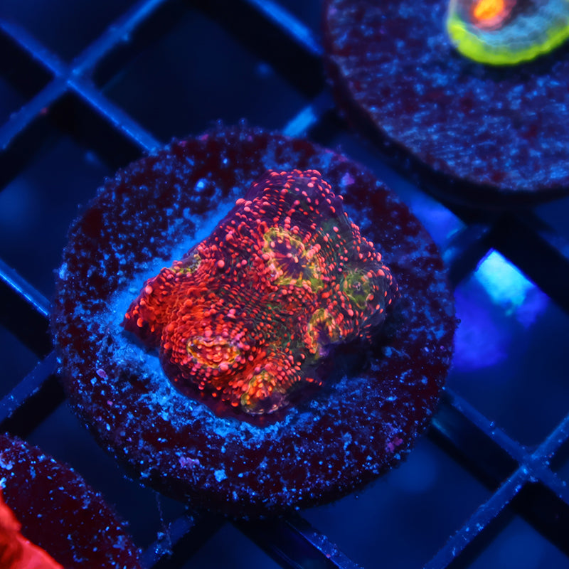 TCK Rimless Watermelon Chalice