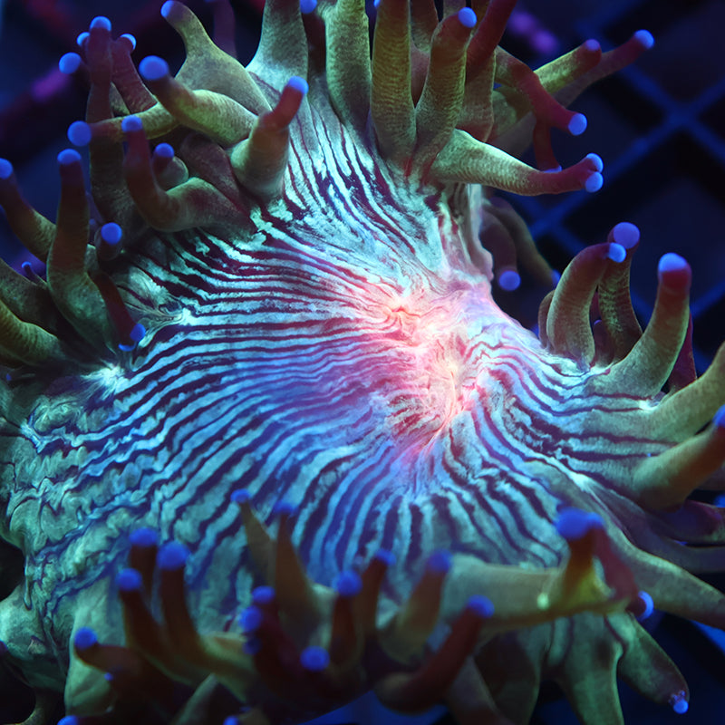TCK Aquacultured Red Center Elegance