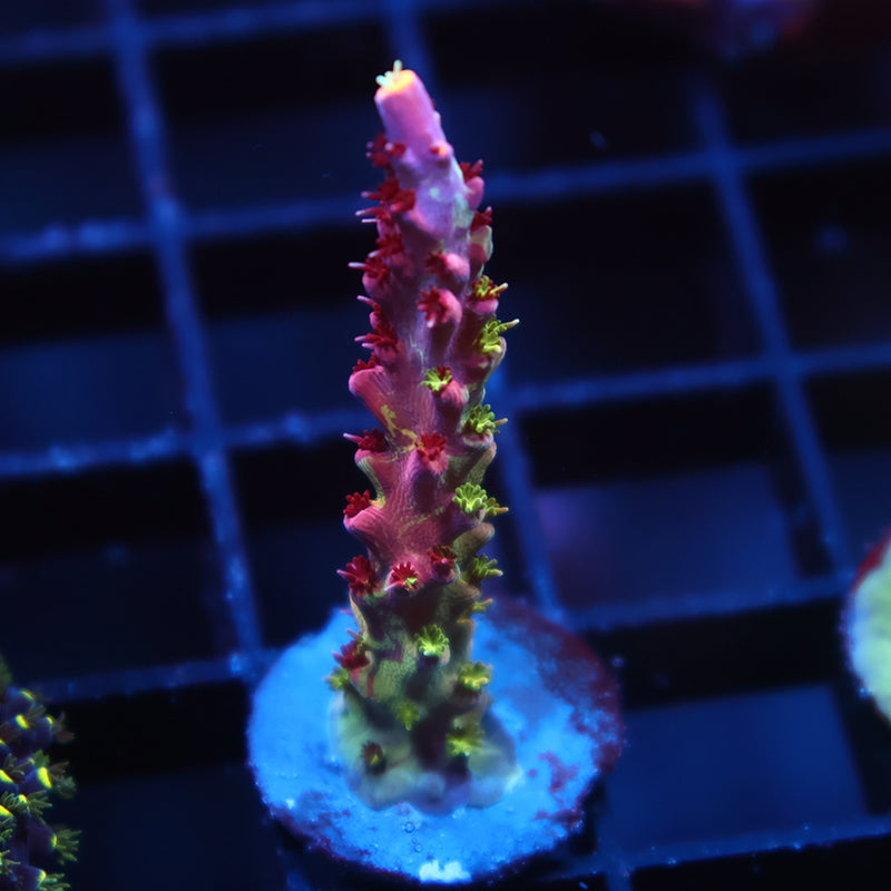 TCK Grafted Kaleidoscope