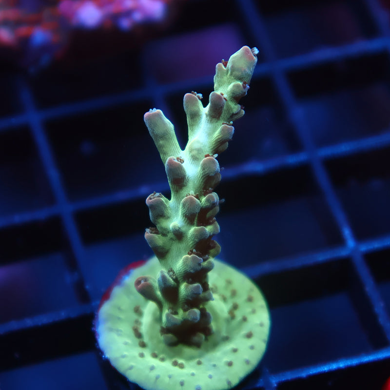 TCK Purple Tip Singapore Acro