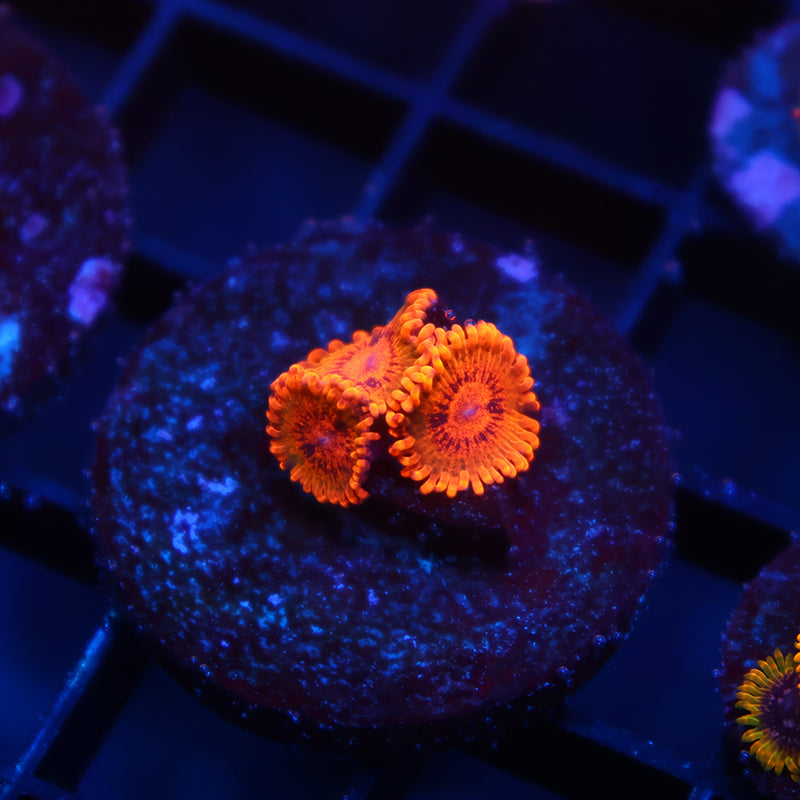 TCK Speckle Kraks
