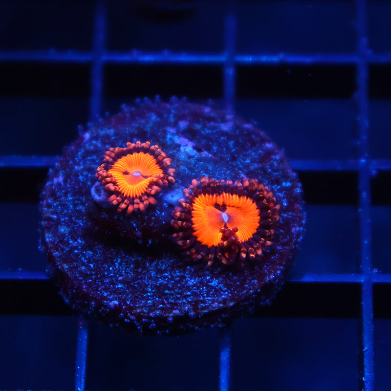 WWC Bloodsuckers