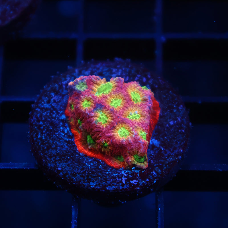 JF Dayglo Favia
