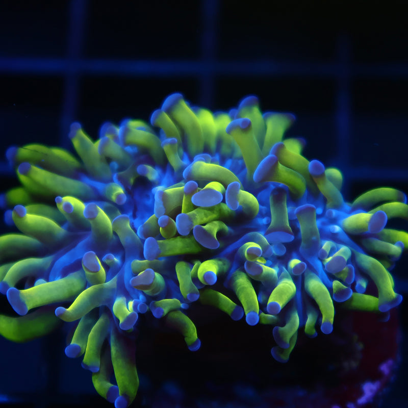 TCK Purple Tip Branch Hammer
