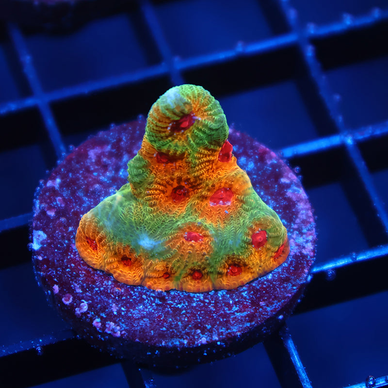 TCK Fascination Favia