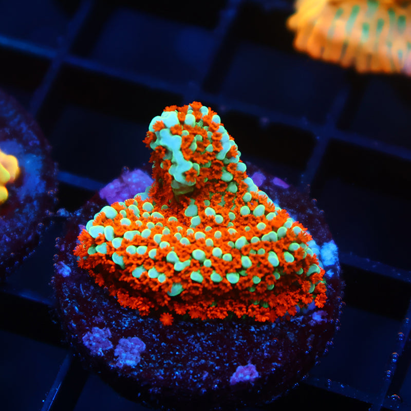 JF Aquaman Monti
