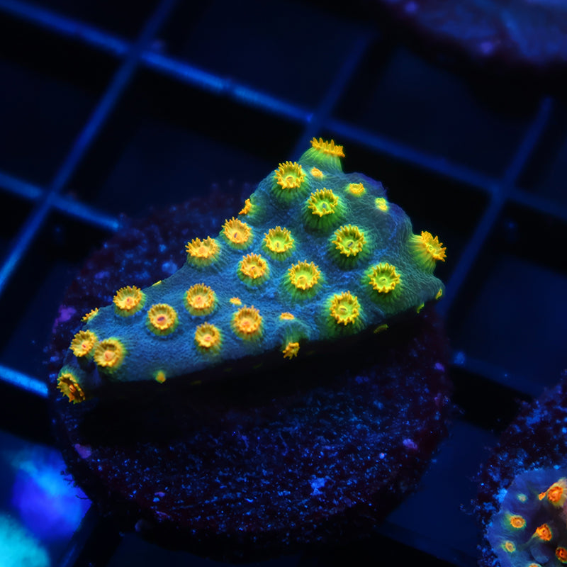 Zoolander Cyphastrea
