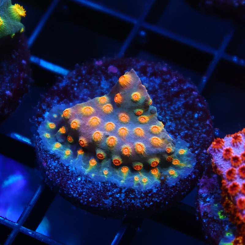 TCK Rainbow Comet Cyphastrea