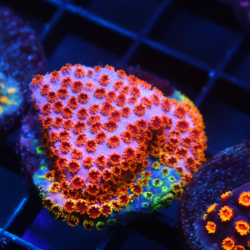 Skittles Bomb Cyphastrea