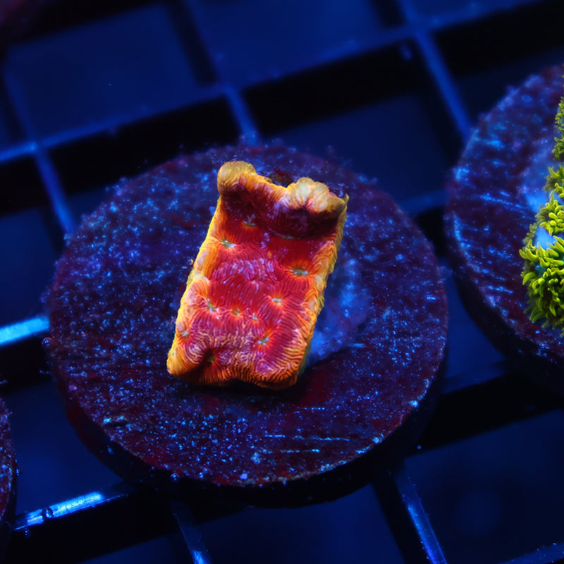 JF Klepto Lepto