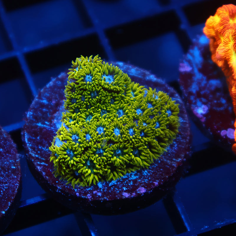 WWC Kermit the Frog Leptastrea