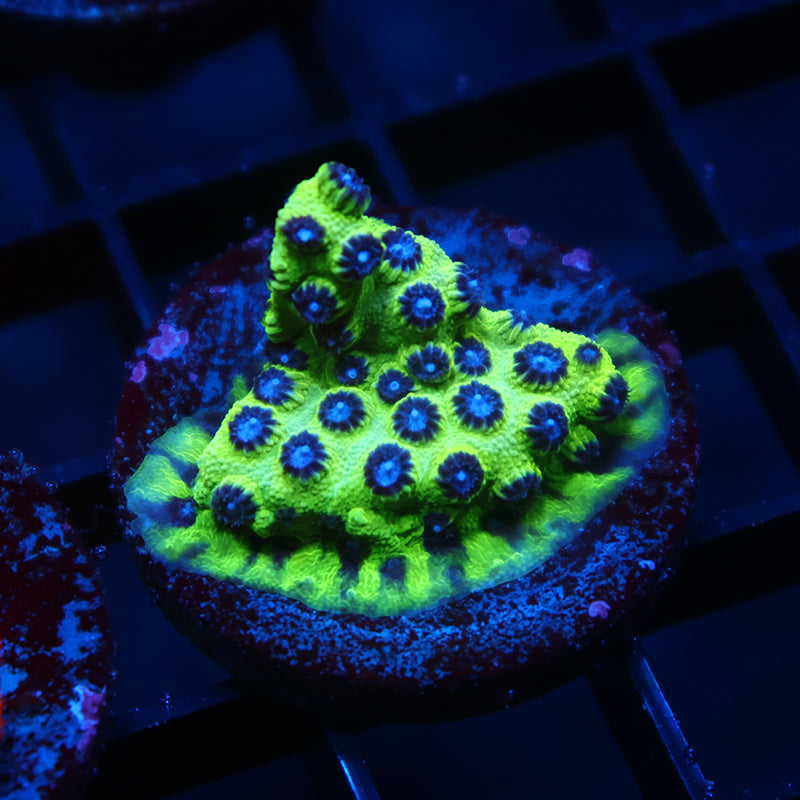 JF PPE Cyphastrea