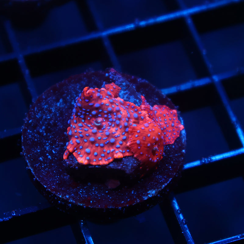 TCK Superman Mushrooms