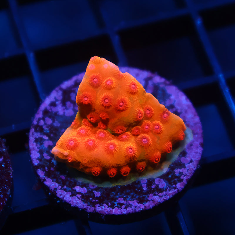 WWC Defcon Cyphastrea