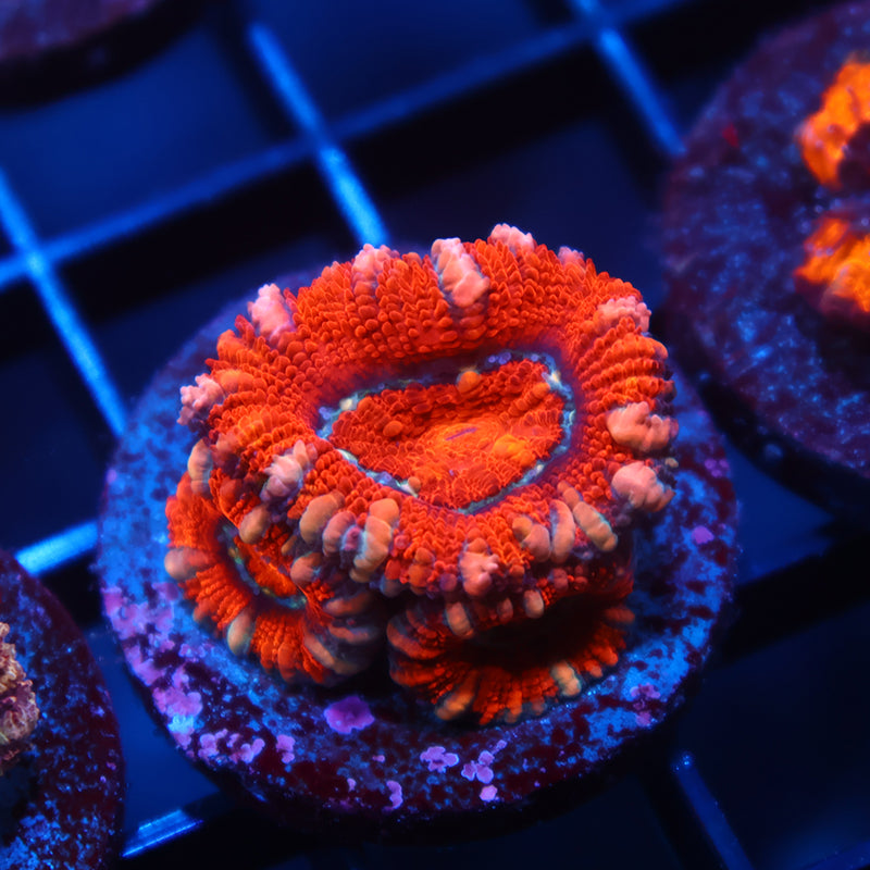 TCK Fluffy Red Lord