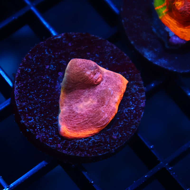 TCK Sunrise Rim Chalice