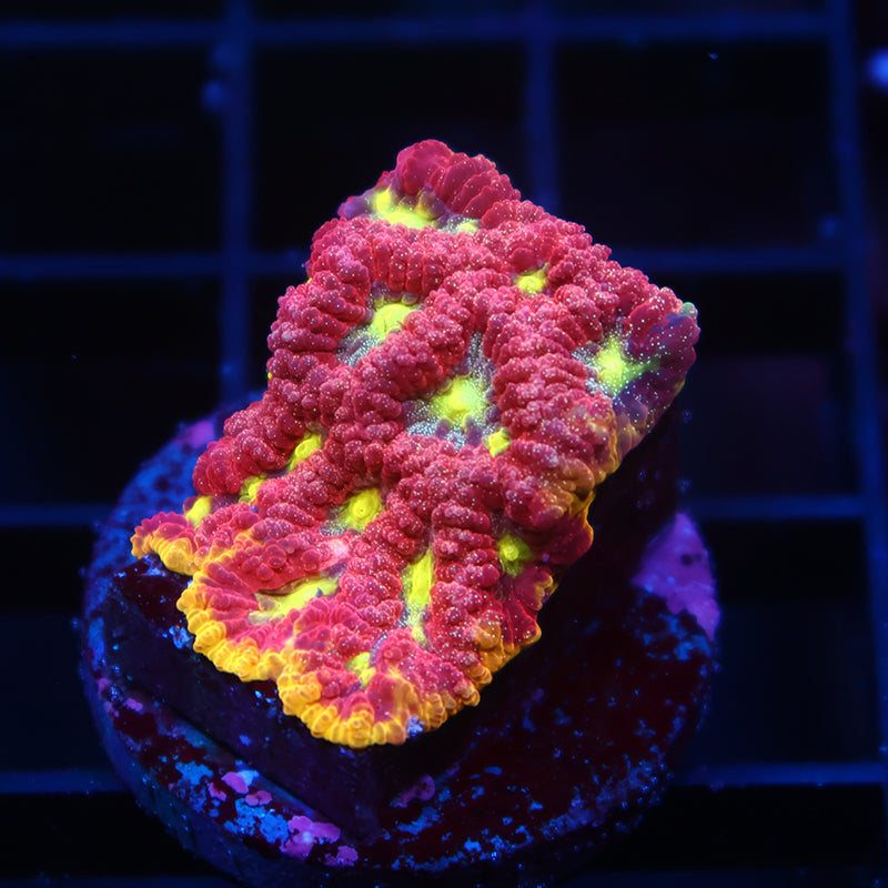 WWC Blood Diamond Favia