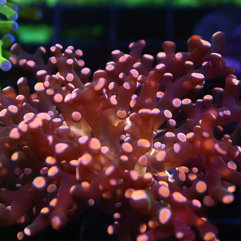 TCK Branching Peach Frogspawn