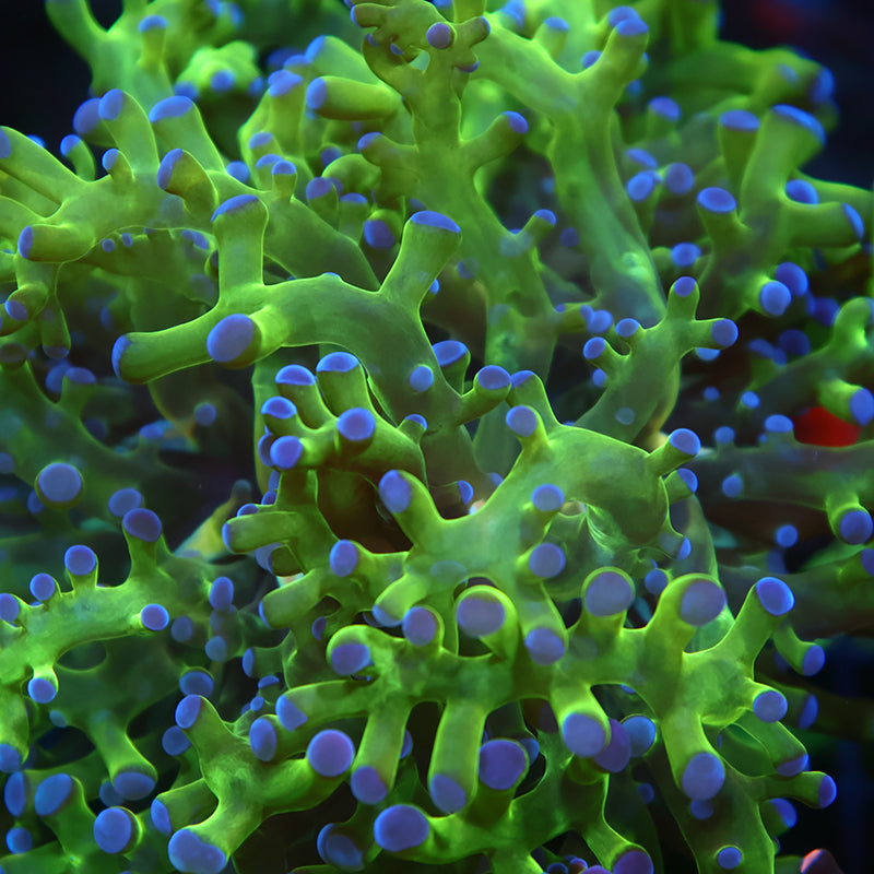 TCK Branching Purple Tip Green Frogspawn