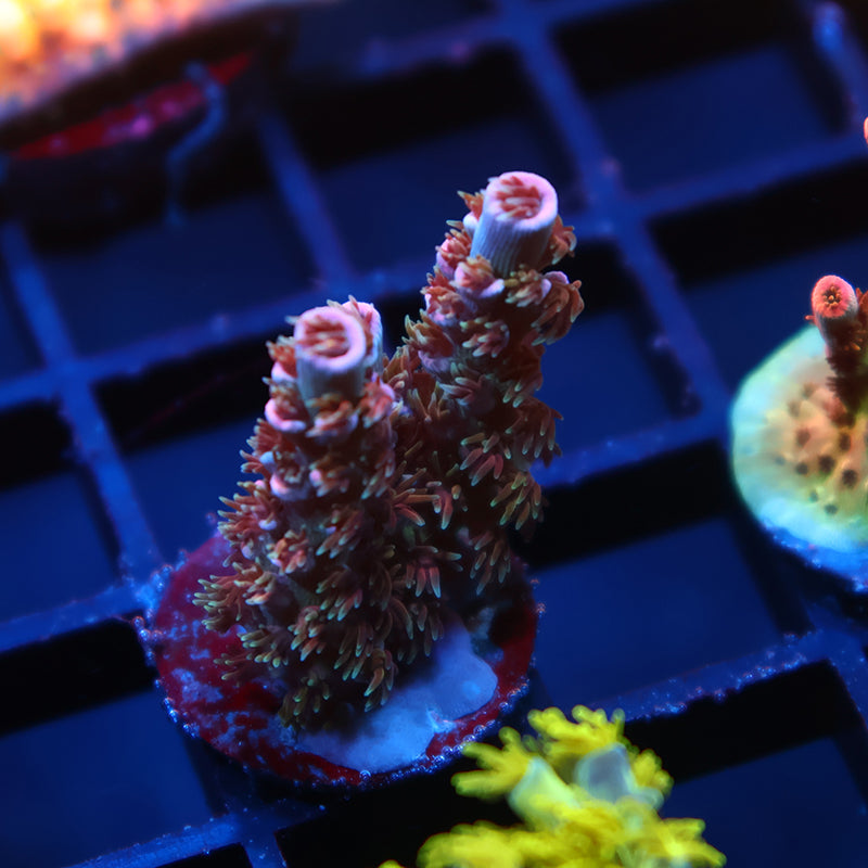 TCK Devastator Malaysia Tenuis