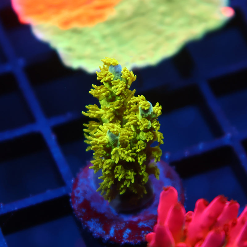 RRC Marvin The Martian