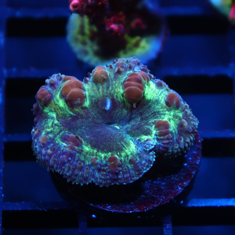 TCK Bouncy Green Blasto