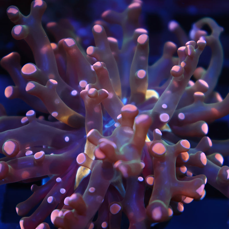 TCK Branching Peach Frogspawn
