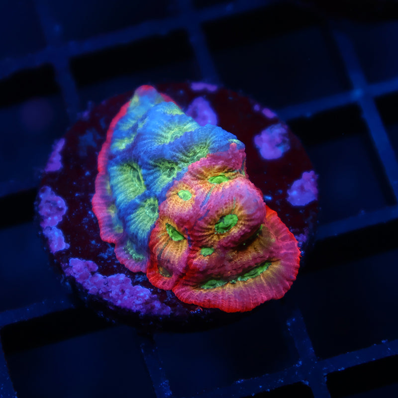 JF Dayglo Favia