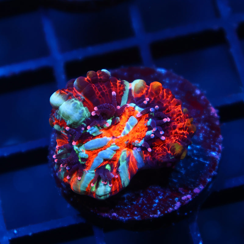 TCK Aquacultured Wilsoni