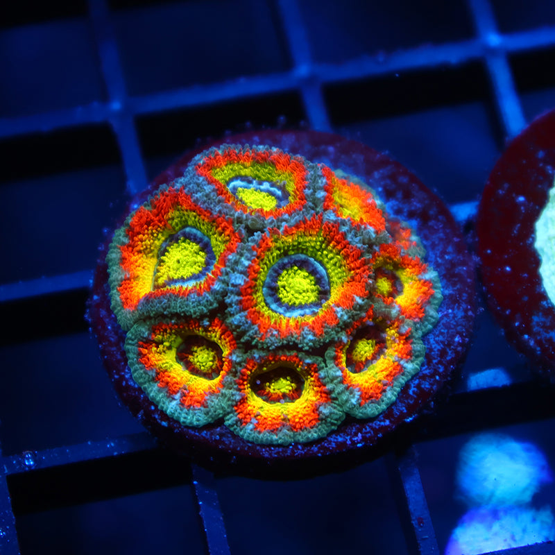 TCK HG Micromussa