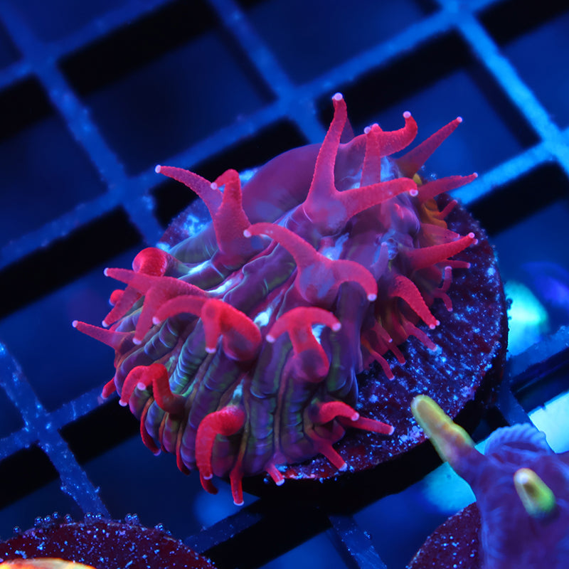 TCK Crazy Red Plate