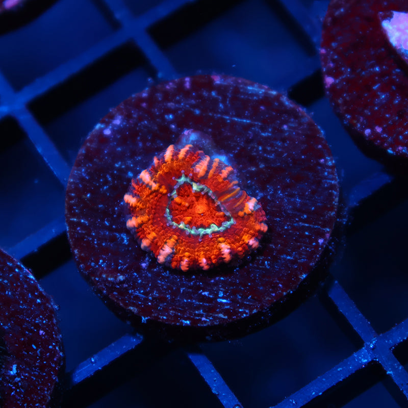 TCK Red Lord