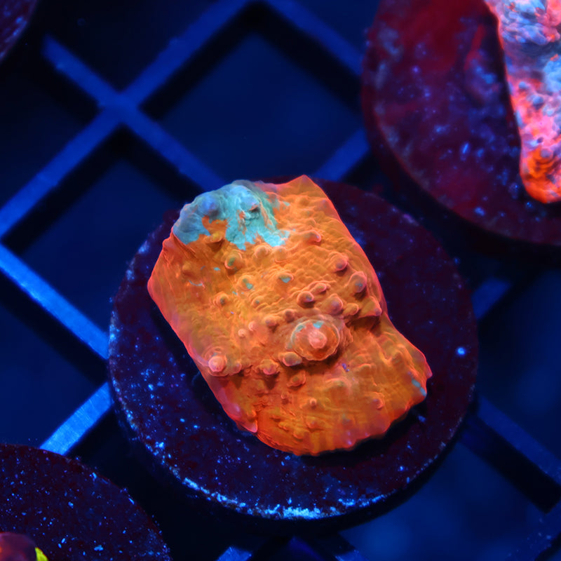 TCK OG Orenji Chalice