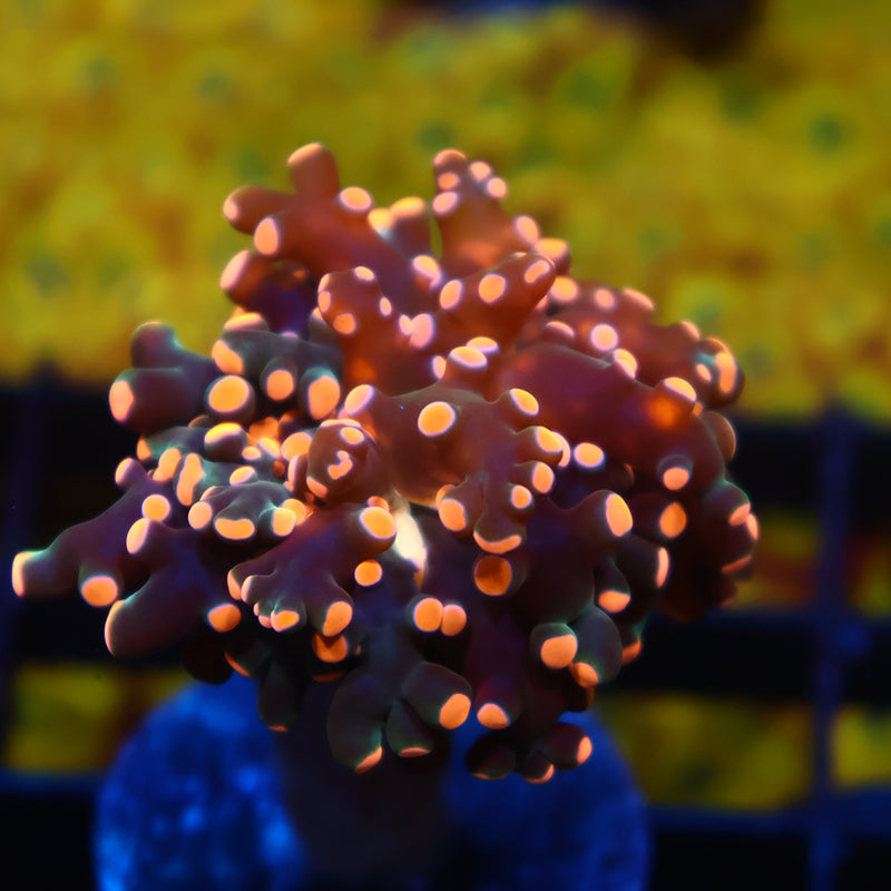 TCK Branching Gold Frogspawn