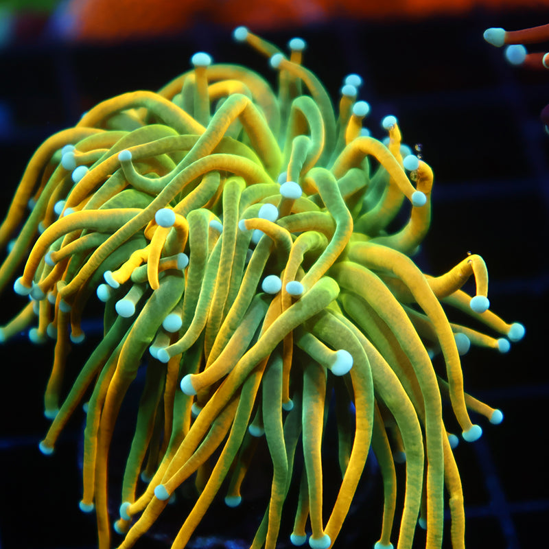 TCK Lightning Bolt Torch