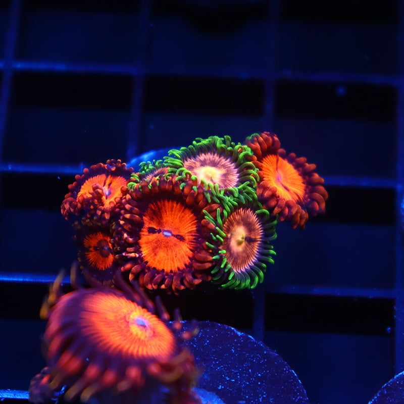 WWC Bloodsuckers/Laser Lemons