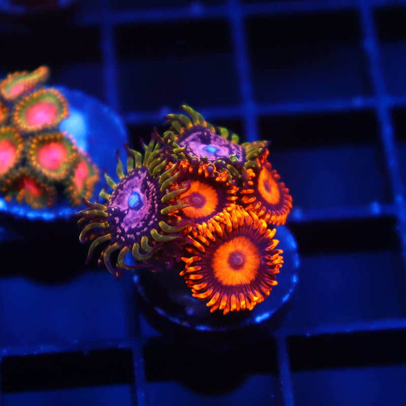 WWC Purple Monster/Oxides