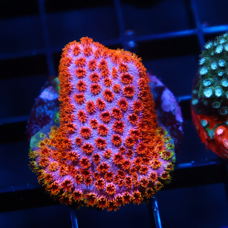 Skittles Bomb Cyphastrea