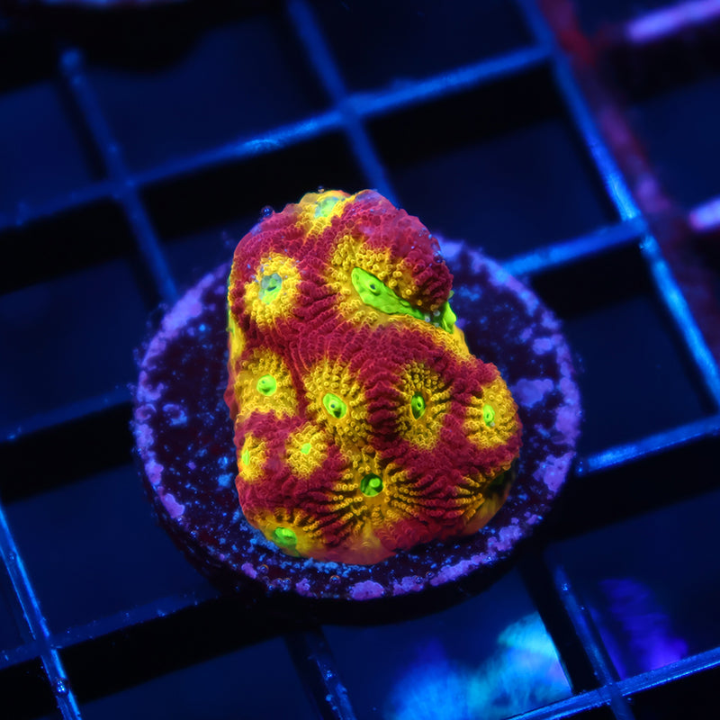 TCK Fire Favites
