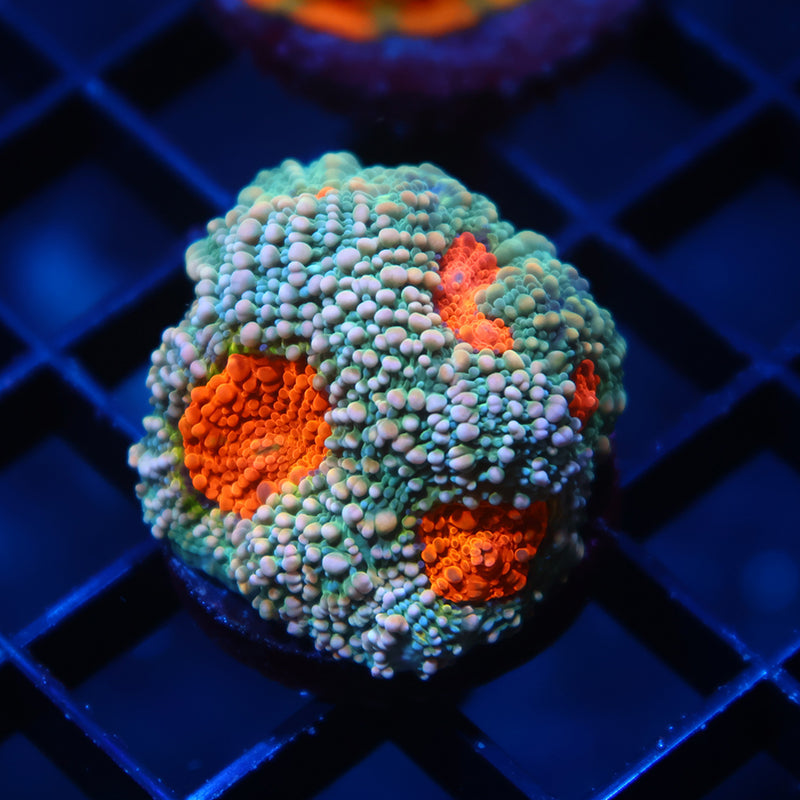 TCK Rainbow Echinata