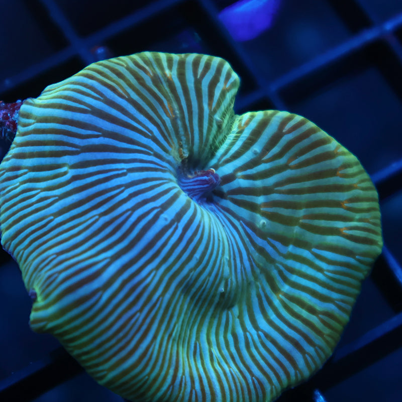 Lg RandyO's OG Bicolor Mushroom