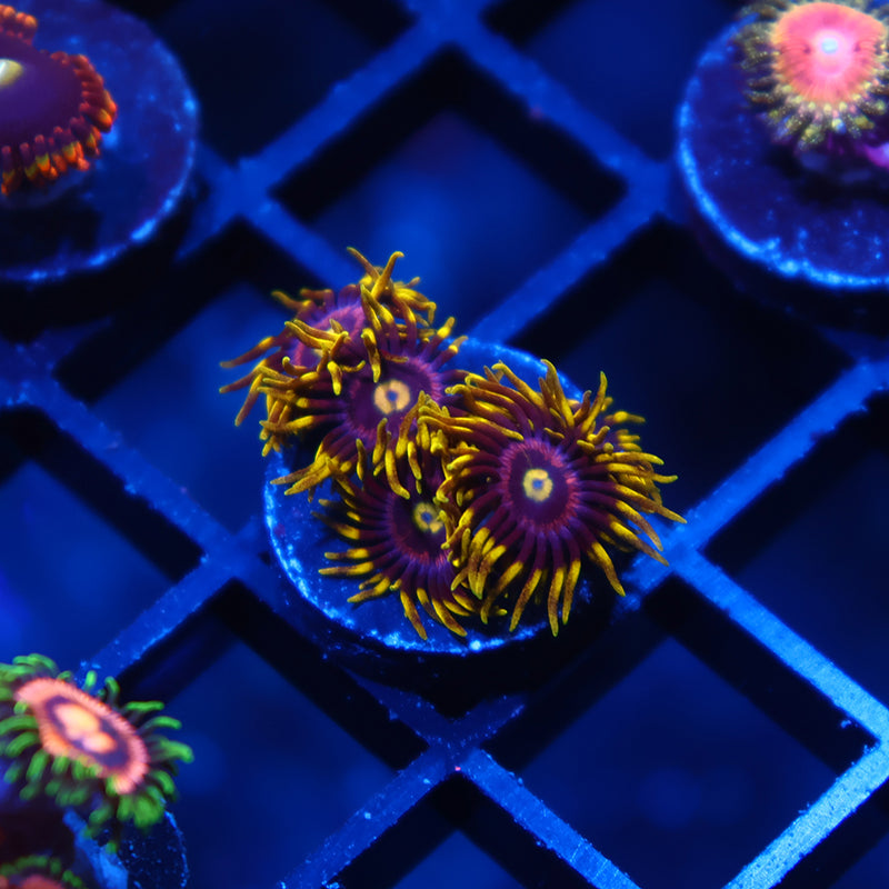 Laser Lemons