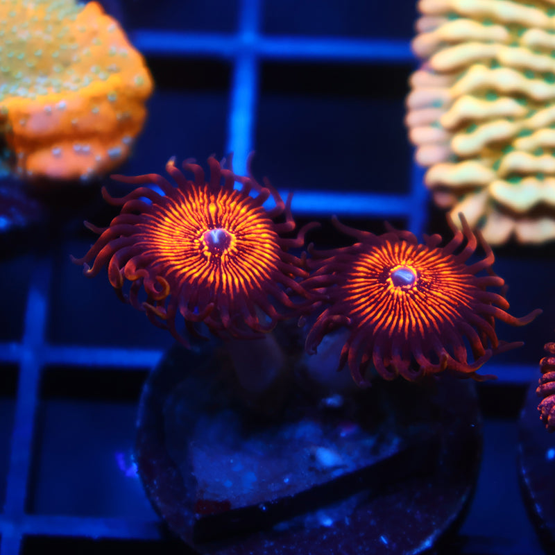 ARC Nightcrawlers